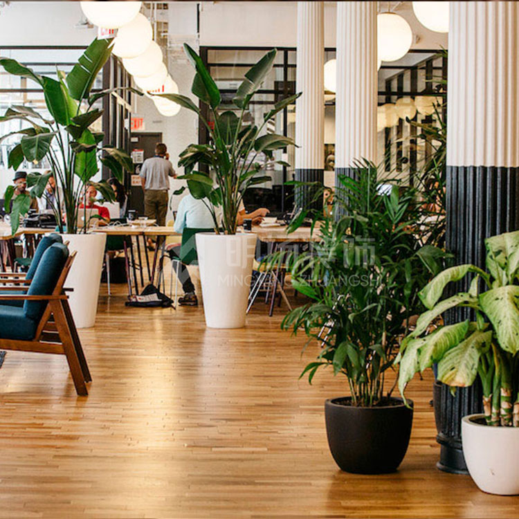 辦公室為什么會放綠植？綠植對辦公室的好處有哪些？